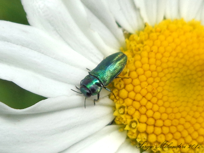 Buprestidae: Anthaxia cfr. thalassophila